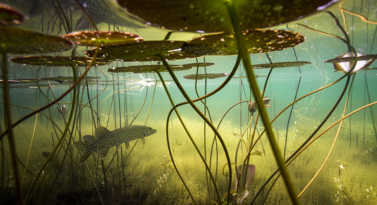 Undervattensbild med en samling näckrosbladsstjälkar. En gädda ligger på lur i vänsterkant av bild. Man ser både sjöbotten och vattenytan.