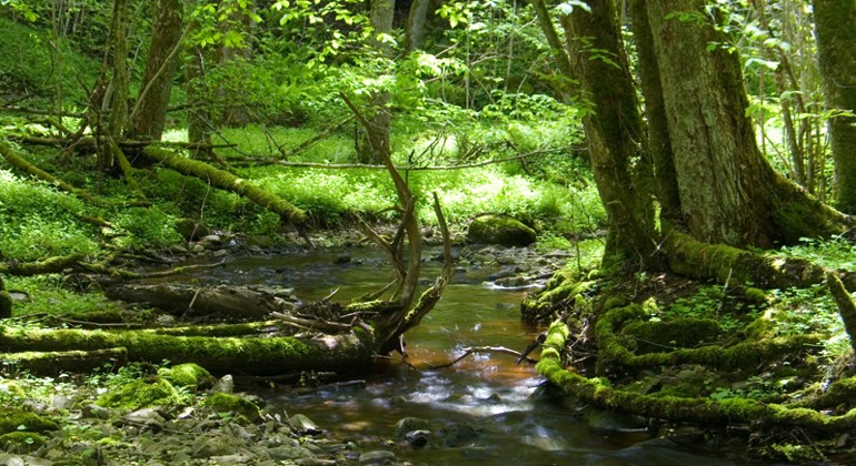 Vattendrag i grönskande skog med solljus.