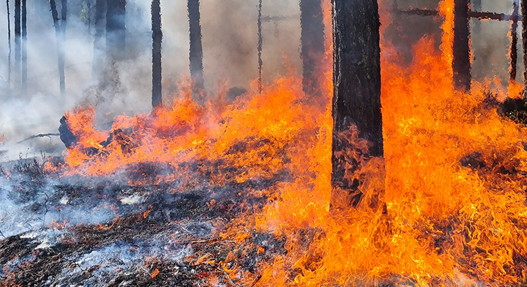 Bild på brinnande skog som symboliserar klimatförändringar.