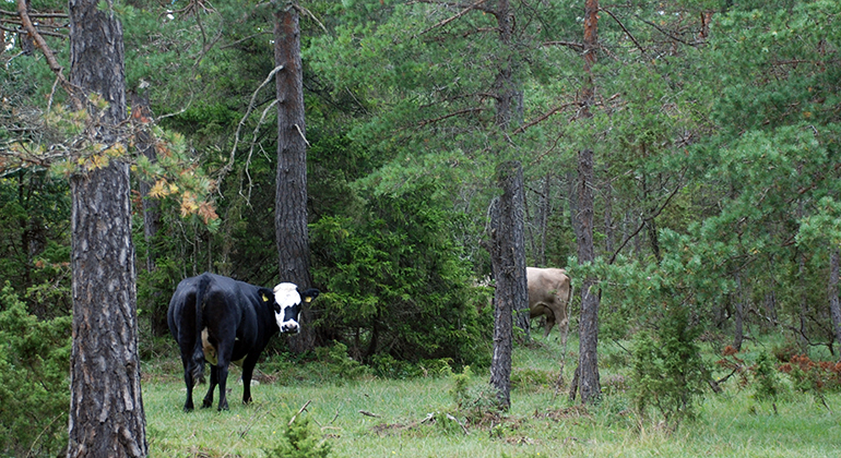 Två kor går och betar i ett skogsområde.
