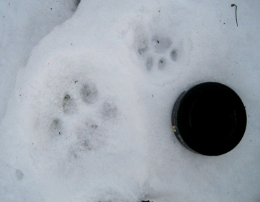 Till vänster spår av lodjur och till höger spår av katt. Foto: Marcus Elfström
