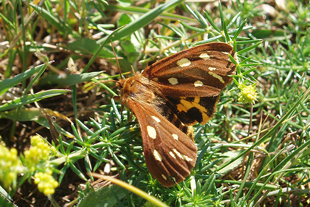Närbild av en rödbrun fjäril med vita prickar.