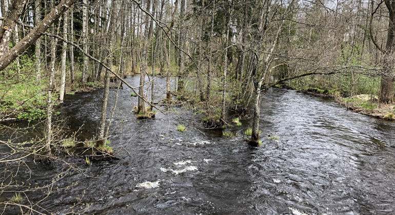 Naturlig hydrologi visas på bilden där ett vattendrag rör sig genom snårig skog