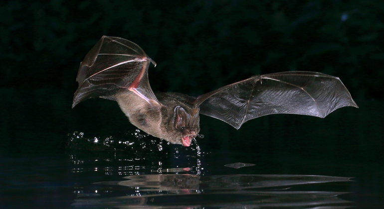 En barbastell flygande över vattenytan i mörker
