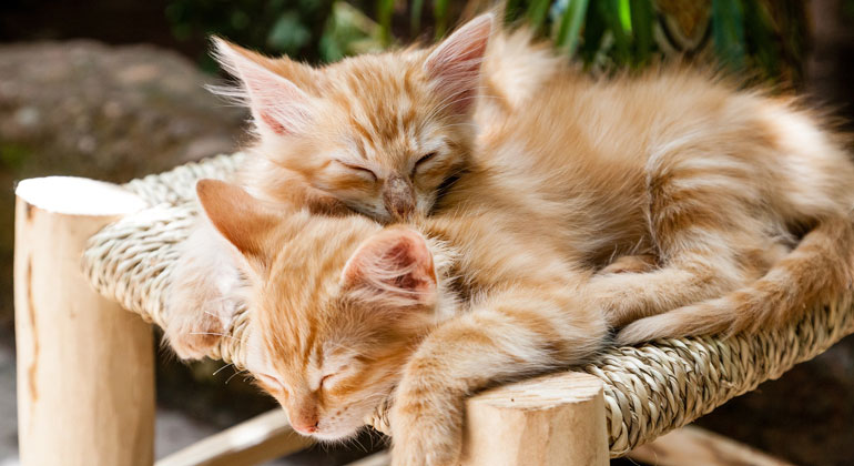 Två orange kattungar som ligger och sover tillsammans.