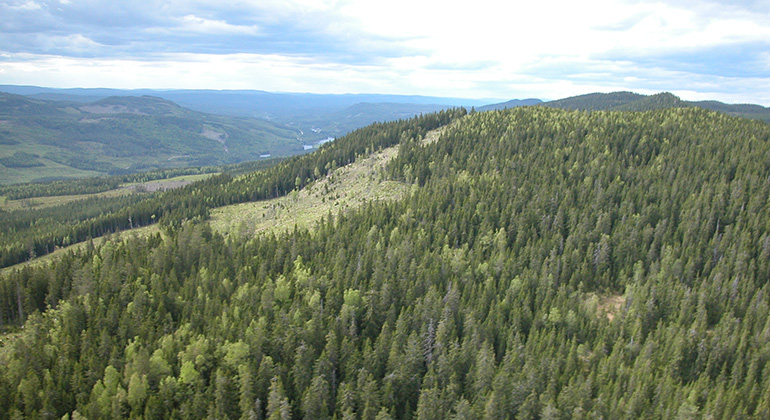 Utsiktsbild över skogslandskap.
