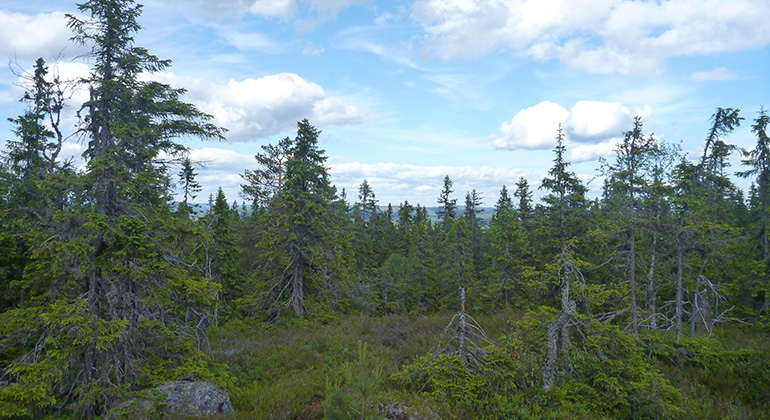 Skog på hög höjd blir gles och lågväxt.