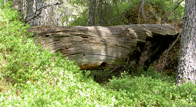 Grov gammal låga (liggande dött träd) med spår av tidigare brand.