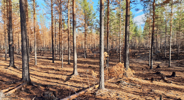 Efter brand i Jonasesmyrans naturreservat finns det risk för fallande träd.