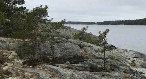 Stobbkobben i Vindalsö naturreservat. Foto: Länsstyrelsen