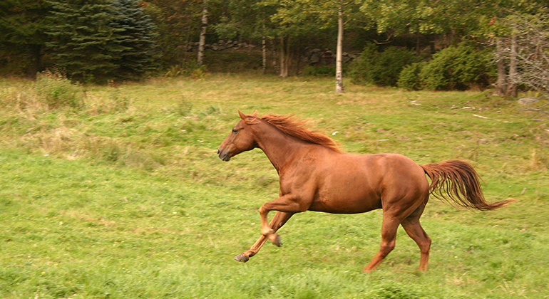 En brun häst som springer på en äng. Fotat av Hiillevi Upmanis
