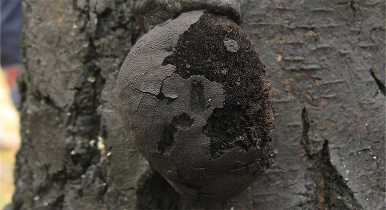 En svart svamp på en svart stam.
