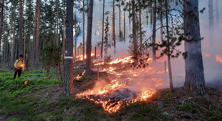 En person i gul skjorta tänder eld punktvis. Skogen brinner kontrollerat.
