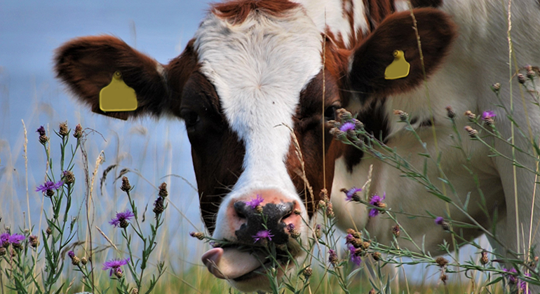 Ko som betar på en blomsteräng.