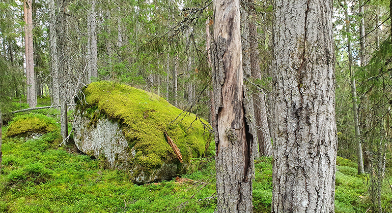 Trädstammar och mossbeklädd sten i skog.