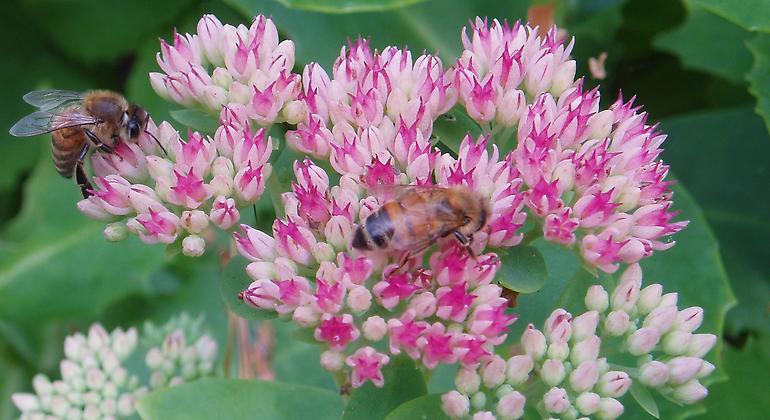 Två insekter på rosa blommor.
