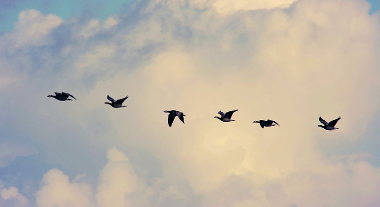 Flyttfåglar flyger i formation.