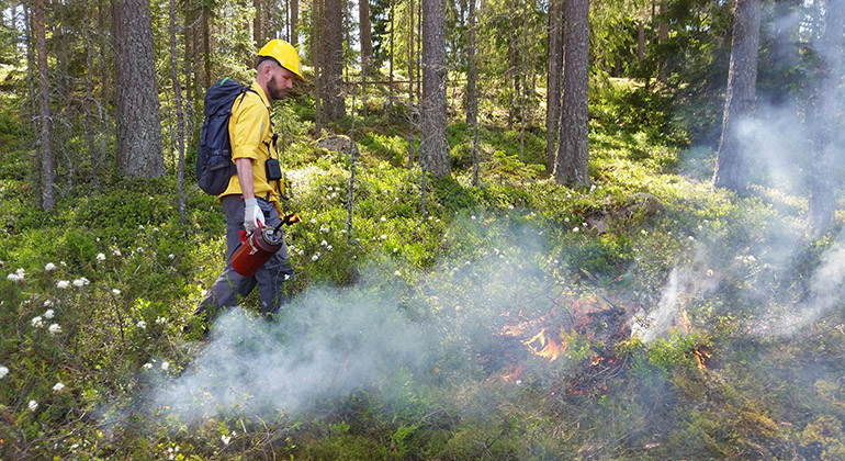 Naturvårdsbränning i Fjällmossens naturreservat