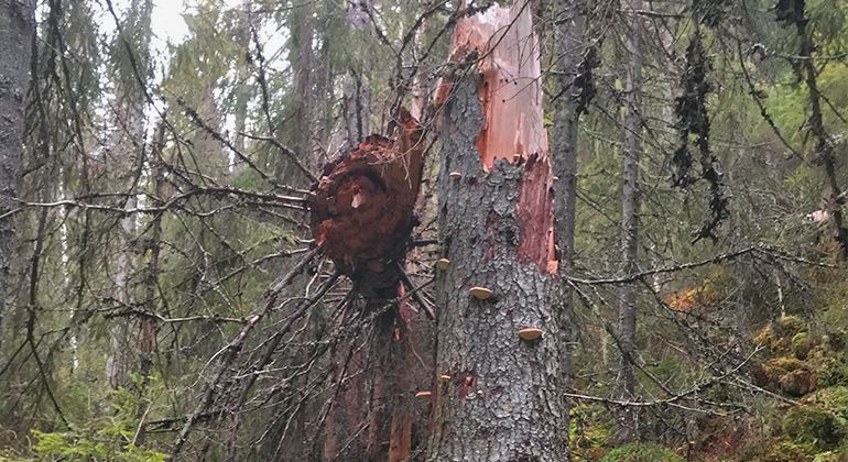 Bild på gran som brutits av högt upp på stammen