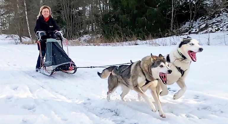 Beatrice Ask, landshövding i Södermanlands län, står på en släde och kör hundspann med två siberian huskies som galopperar. 