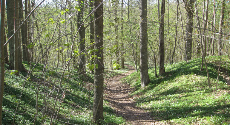 En slingrande stig i skogen omringat av gröna träd.