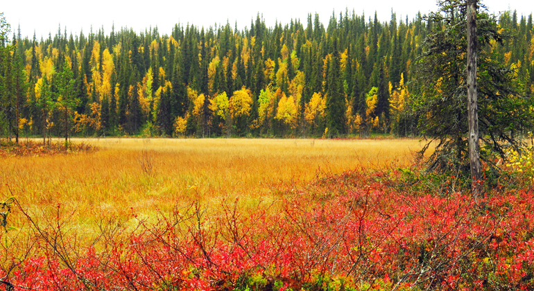 Vy över myr med lövskog i höstfärger och barrskog i bakgrunden. I förgrunden ris i röda höstfärger.
