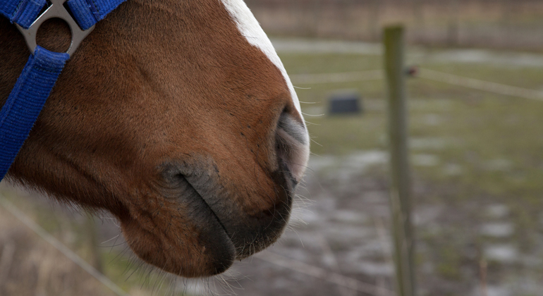 Mule på brun häst med vit bläs.