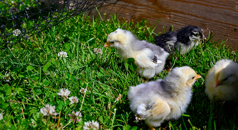 Kycklingar som går i gräs