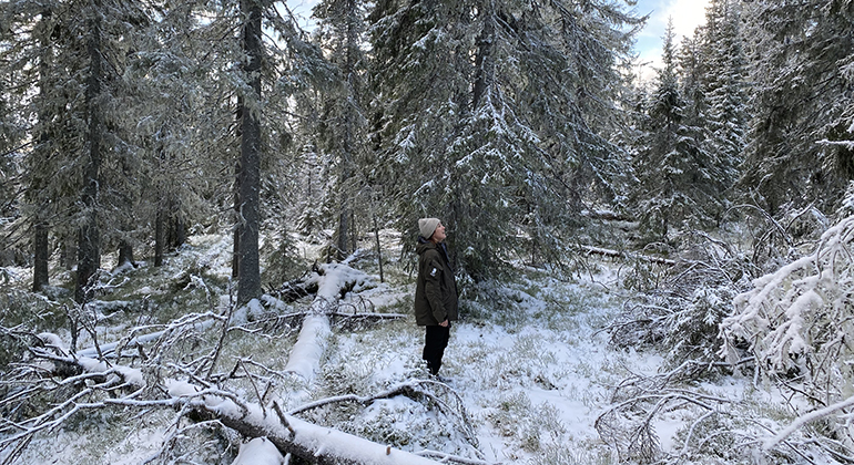 En människa i en snöig barrskog med döda träd på marken, som tittar upp på höga granar.