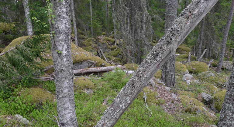 Svarvtjärnsbergen bjuder på gammal lavbevuxen tallskog. Foto: Länsstyrelsen Gävleborg