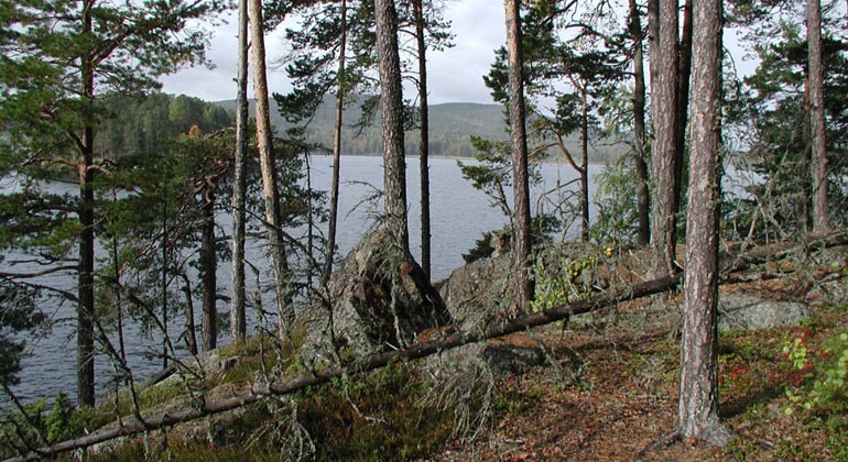 Storön är omgiven av Storsjöns vatten vid Bergsjö. Foto: Länsstyrelsen Gävleborg
