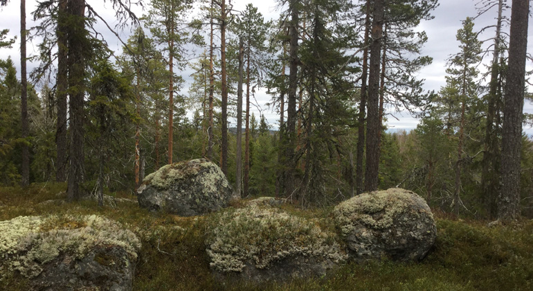 Stora stenbumlingar i Stor-Dragåsens naturreservat. Foto: Länsstyrelsen Gävleborg