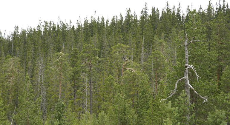 Gammelskog i Stora Korpimäki naturreservat. Foto: Länsstyrelsen Gävleborg