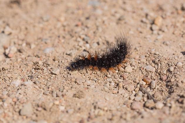Närbild av en svart liten larv med rödbruna borst som kryper i sanden.