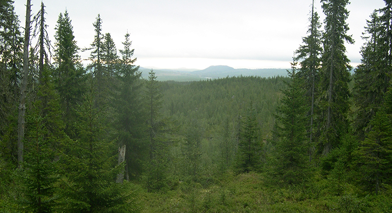 Utsikt över skog.