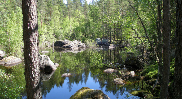Vattensamling i Långtjärnsbergets skogsmark. Foto: Länsstyrelsen Gävleborg 