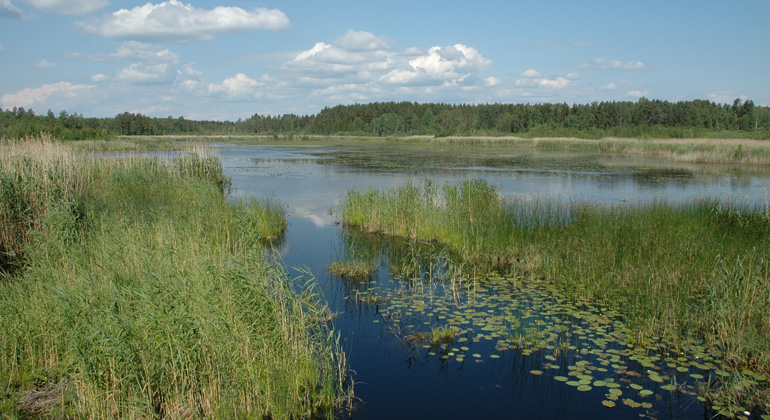 Lugnsjöns vassar hyser ett rikt fågelliv. Foto: Länsstyrelsen Gävleborg