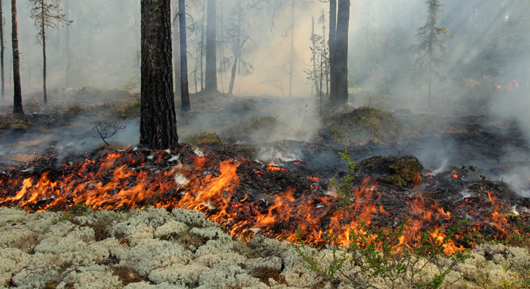 I Lomtjärn har länsstyrelsen utfört naturvårdsbränning 2015. Foto: Länsstyrelsen Gävleborg