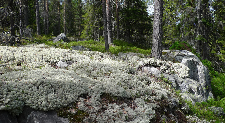 Lill-Naggen bjuder på lavar, hällmarker och tallskog. Foto: Länsstyrelsen Gävleborg