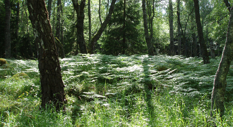 Frodig lövmiljö med ormbunkar i Landa naturreservat. Foto: Länsstyrelsen Gävleborg 