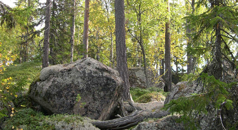Över stock och sten i Nävehedens naturreservat. Foto: Länsstyrelsen Gävleborg