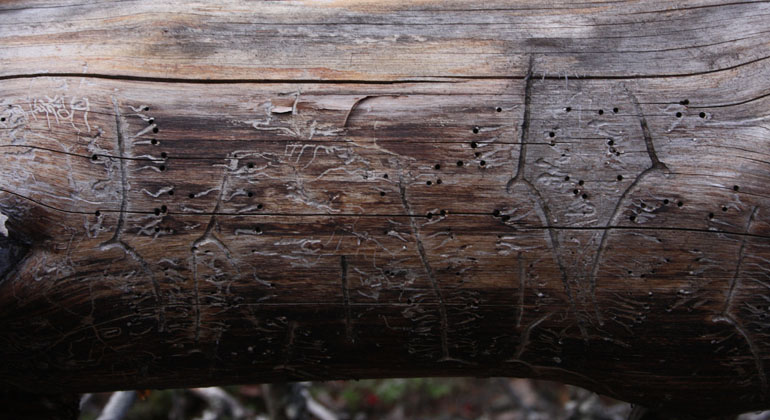 Spår av skalbaggen mindre märgborre. Foto: Länsstyrelsen Gävleborg