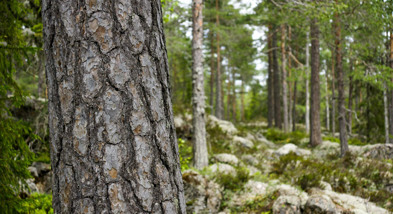 Tallskog i Norrbergets naturreservat. Foto: Länsstyrelsen Gävleborg
