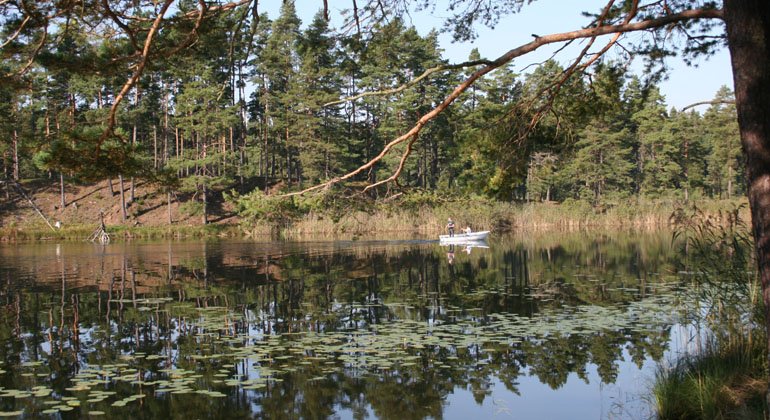 Genrebild över Skogssjöområdet i Mjölby. På bilden syns barrträd, näckrosblad och en liten båt på sjön.