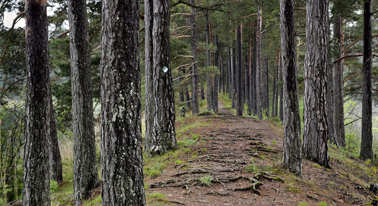 Genrebild från Skogssjöområdet i Mjölby. Bilden föreställer en stig med rötter.