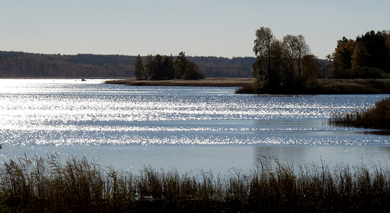 Vattnet i Vänern glittrar, i förgrunden finns vass och till höger i bilden ser man lövträdsbeväxta uddar.