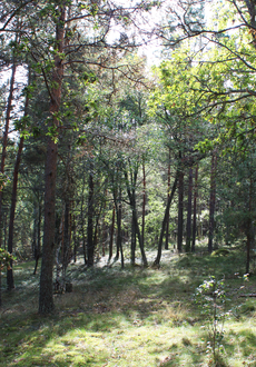 Skog i Husby naturreservat