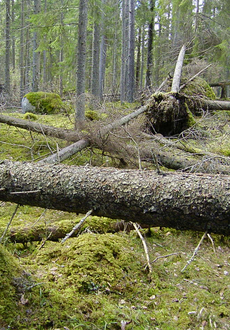 Fallna träd i urskogen i Smedsmoraskogen