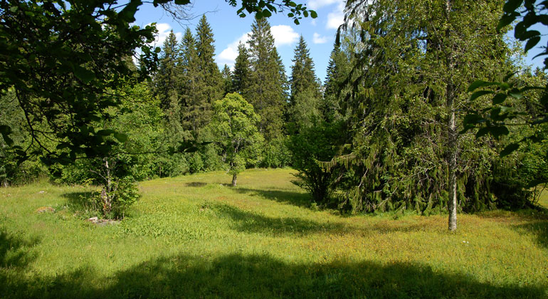 Gräsmarker omgivna av träd och buskar i ett sommarsoligt väder