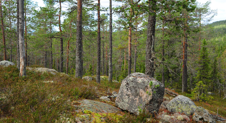 Gles tallskog med stora stenblock på marken